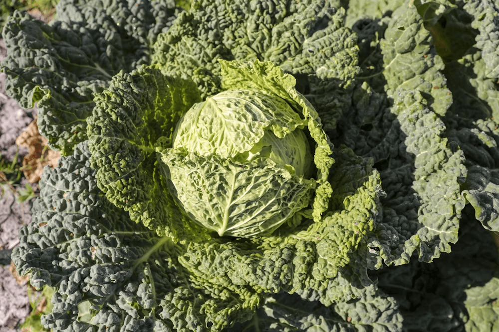 পিনাট বাটার খাওয়ার উপকারিতা